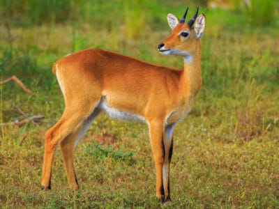 Oribi Picture