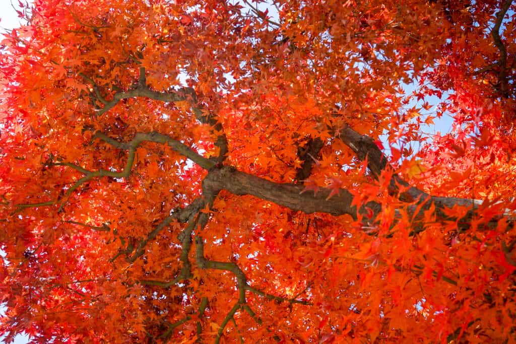 Autumn Blaze maple tree in fall