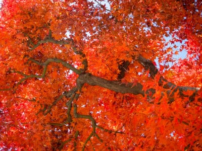 A Fall Fiesta Sugar Maple vs. Autumn Blaze Maple Tree