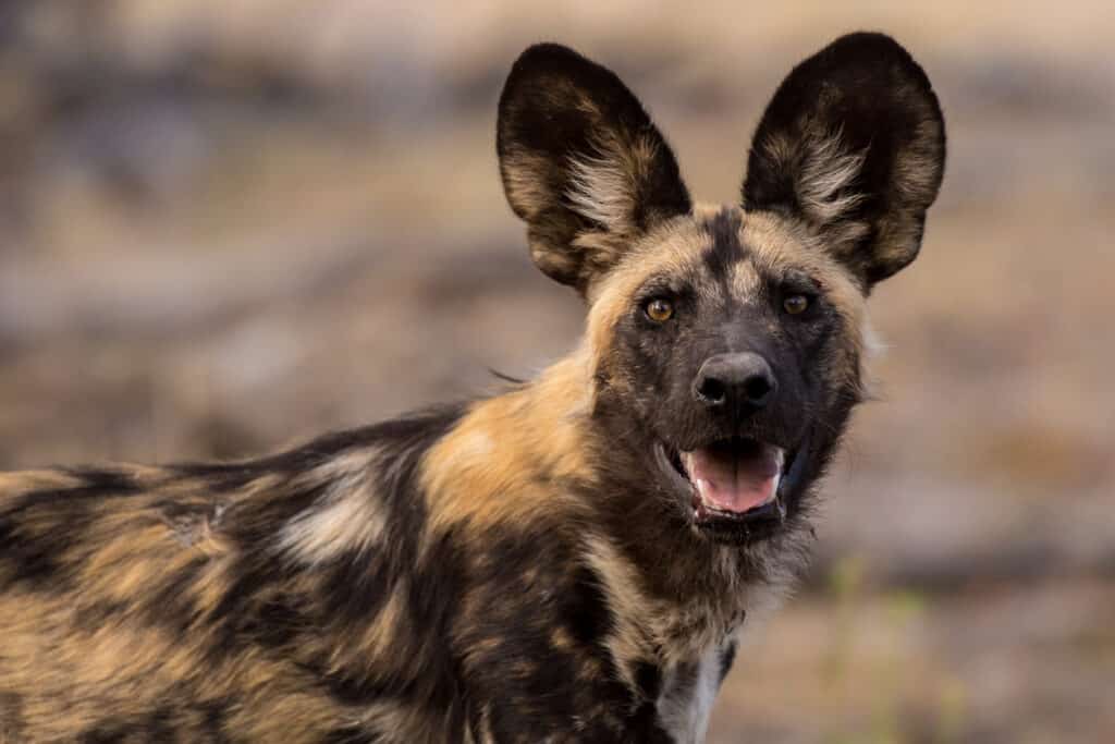 Close up shot of an African wild dog