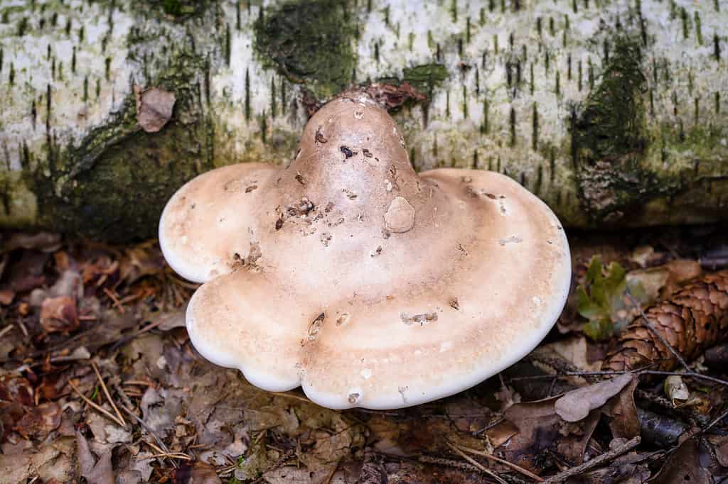 A birch polypore growing at the base of a tree