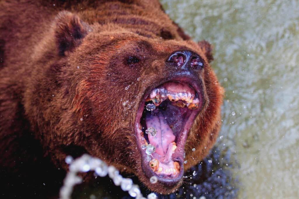 the roar of brown bear
