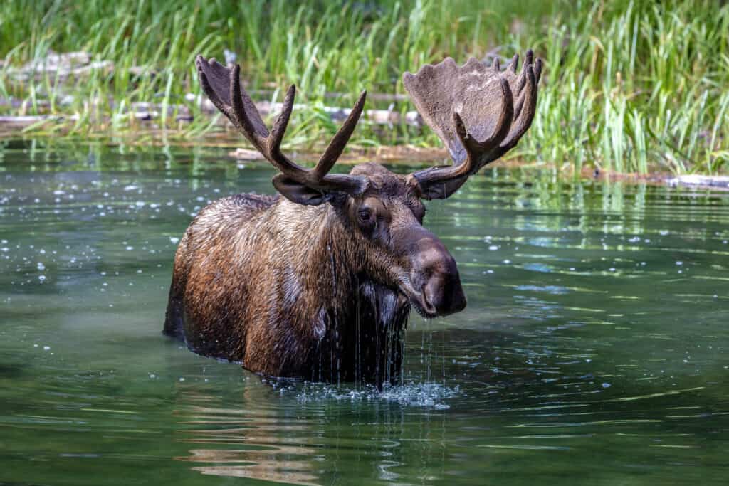 You may find moose tracks near lakes in the spring and summer.