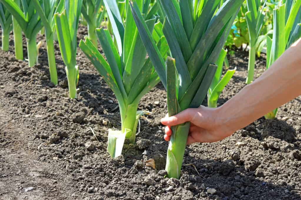 Human hand pulling up leeks from the soil