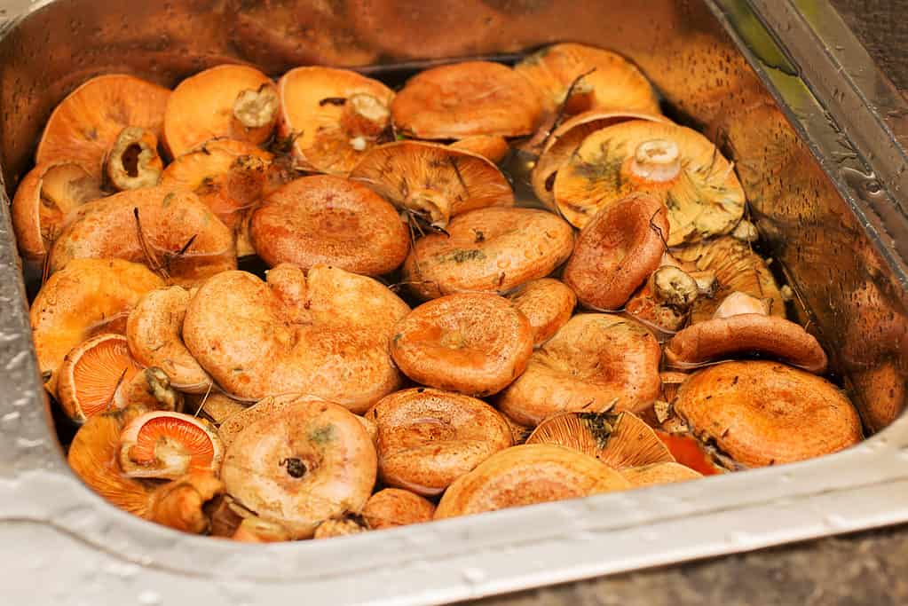 Red pine mushrooms gathered and soaking in water