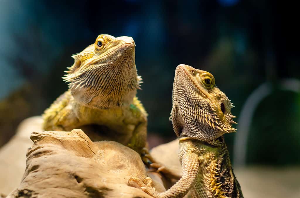 Pogona vitticeps, the central (or inland) bearded dragon, is a species of agamid lizard occurring in a wide range of arid to semiarid regions of Australia.