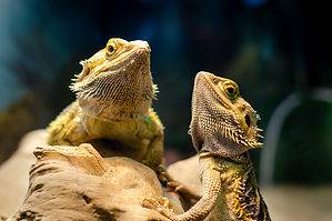 Bearded Dragon Prices in 2024: Purchase Cost, Supplies, Food, and More! photo