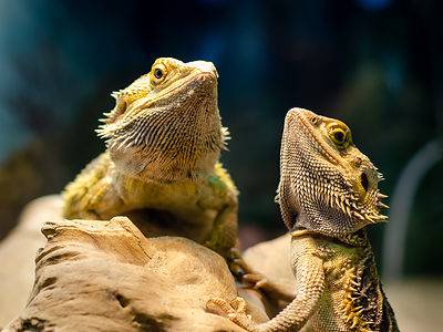 A Bearded Dragon Prices 2023: Purchase Cost, Supplies, Food, and More!
