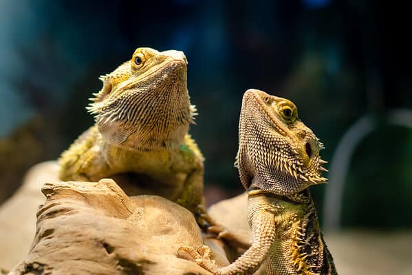 Wondering who's the oldest Bearded Dragon ever recorded? Read more to find out!