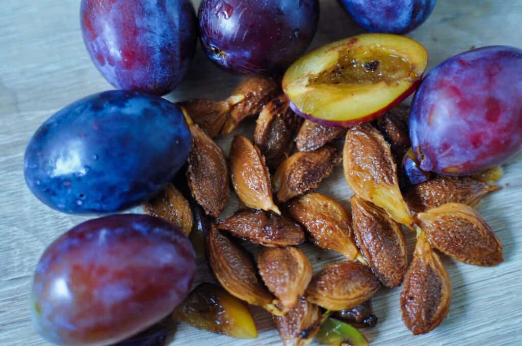 Seven and one half purple/blue plums arranger in a semi-circle around the edge of the frame. In the center frame are are 20 fresh plum pits. The pits are light brown.gold. All on white washed wood.