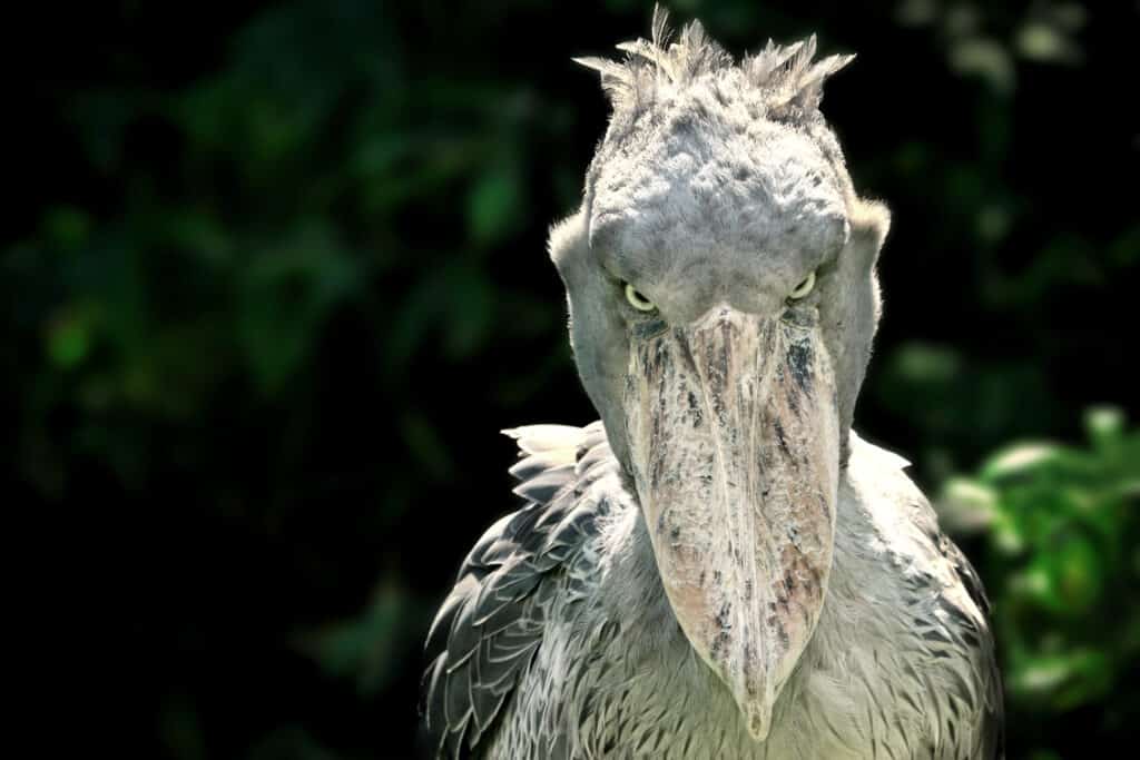 shoebill stork living dinosaur