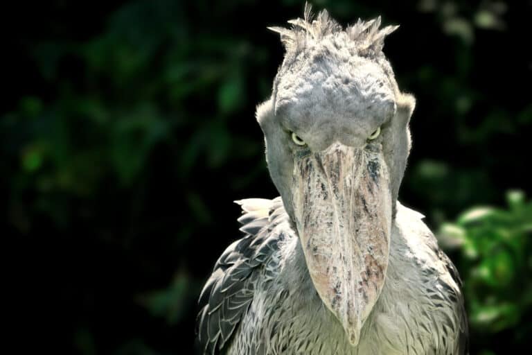 shoebill stork making noise