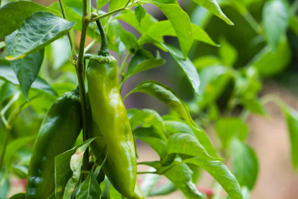 Anaheim pepper plant