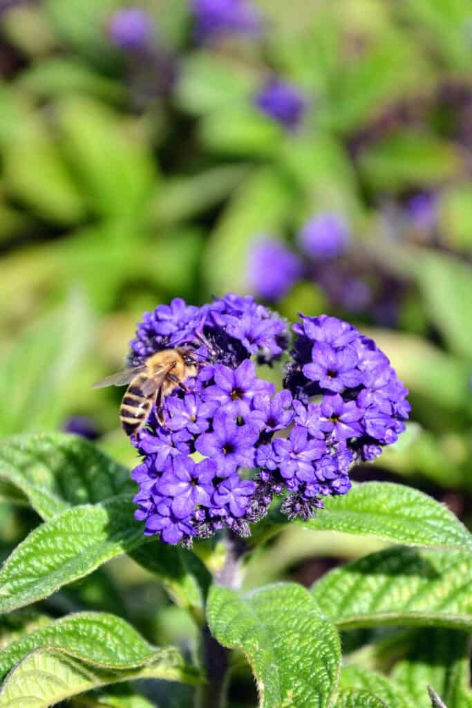 Dark purple trailing lantana flowers are covered in Nebraskas state insect, the honeybee. 