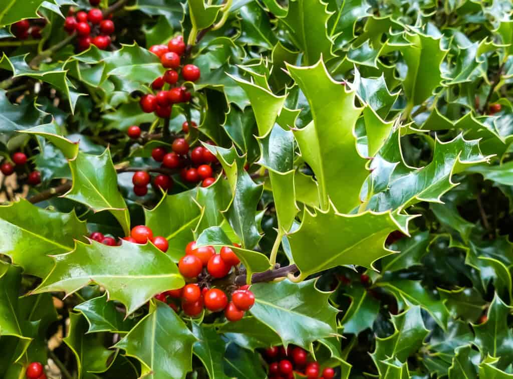 A close-up of the red berries and green leaves of the English holly.