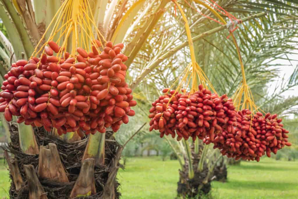 Date palm trees fruit