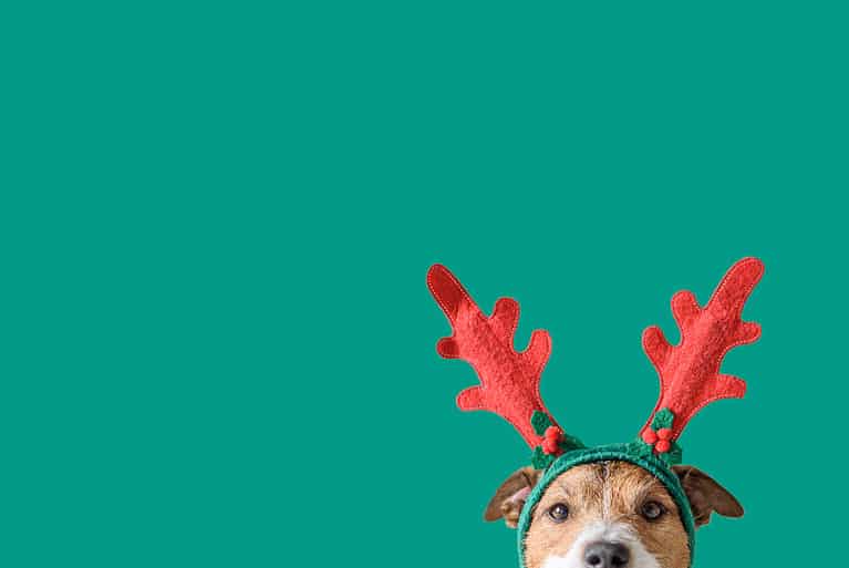 Reindeer dog