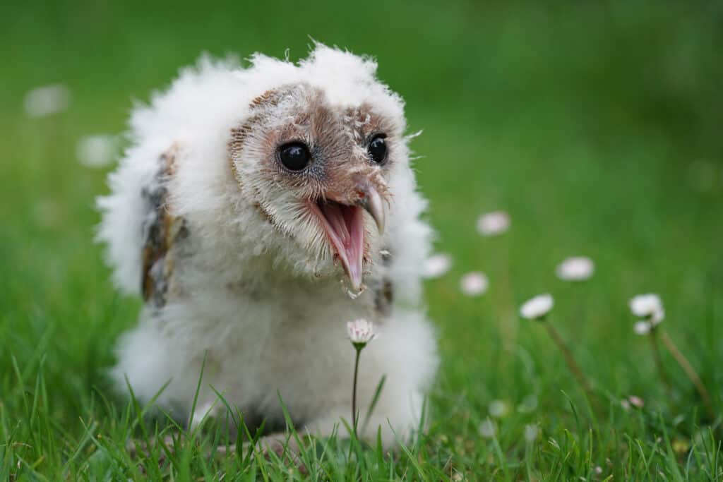 baby barn owl