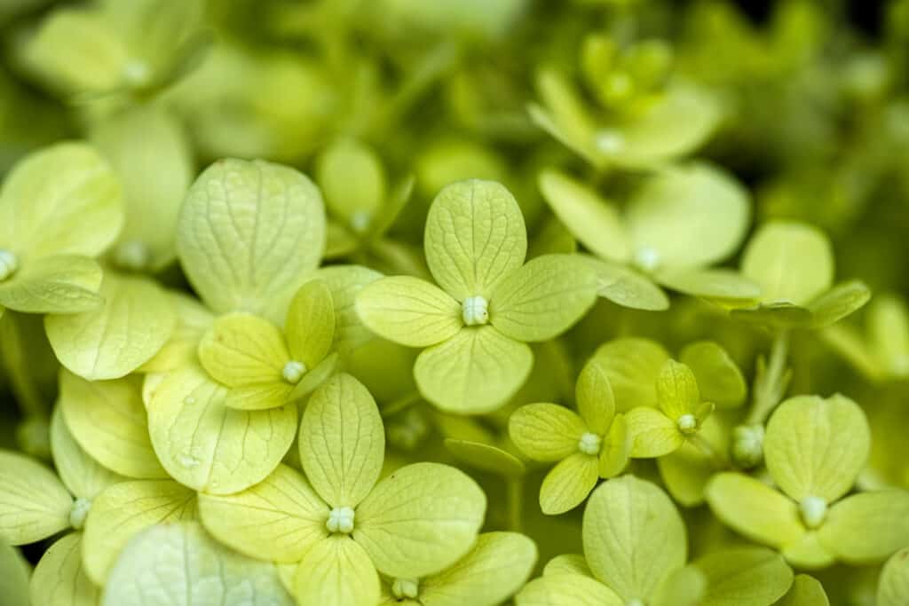 Close up of green limelight hydrangea flowers