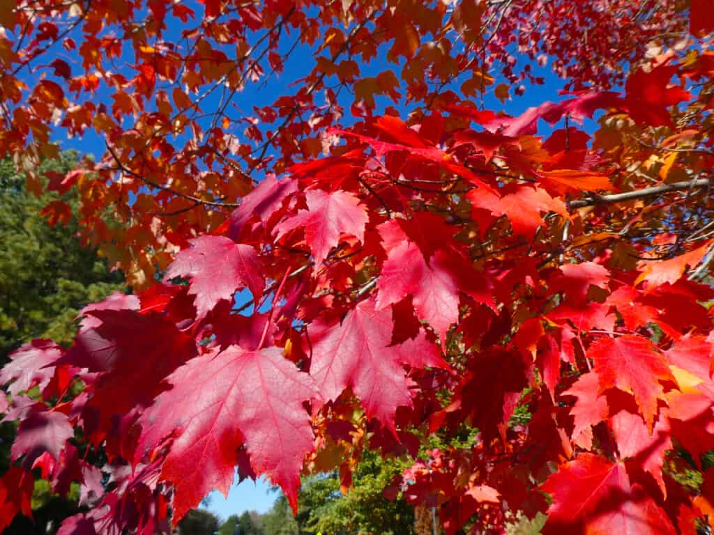 Closeup of colorful red maple (acer rubrum) leaves in the fall.