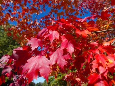 A Red Sunset Maple vs. Autumn Blaze Maple: What’s the Difference?