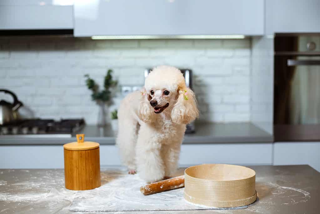 Poodle on table covered with flour