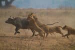 Lions attack a buffalo 
