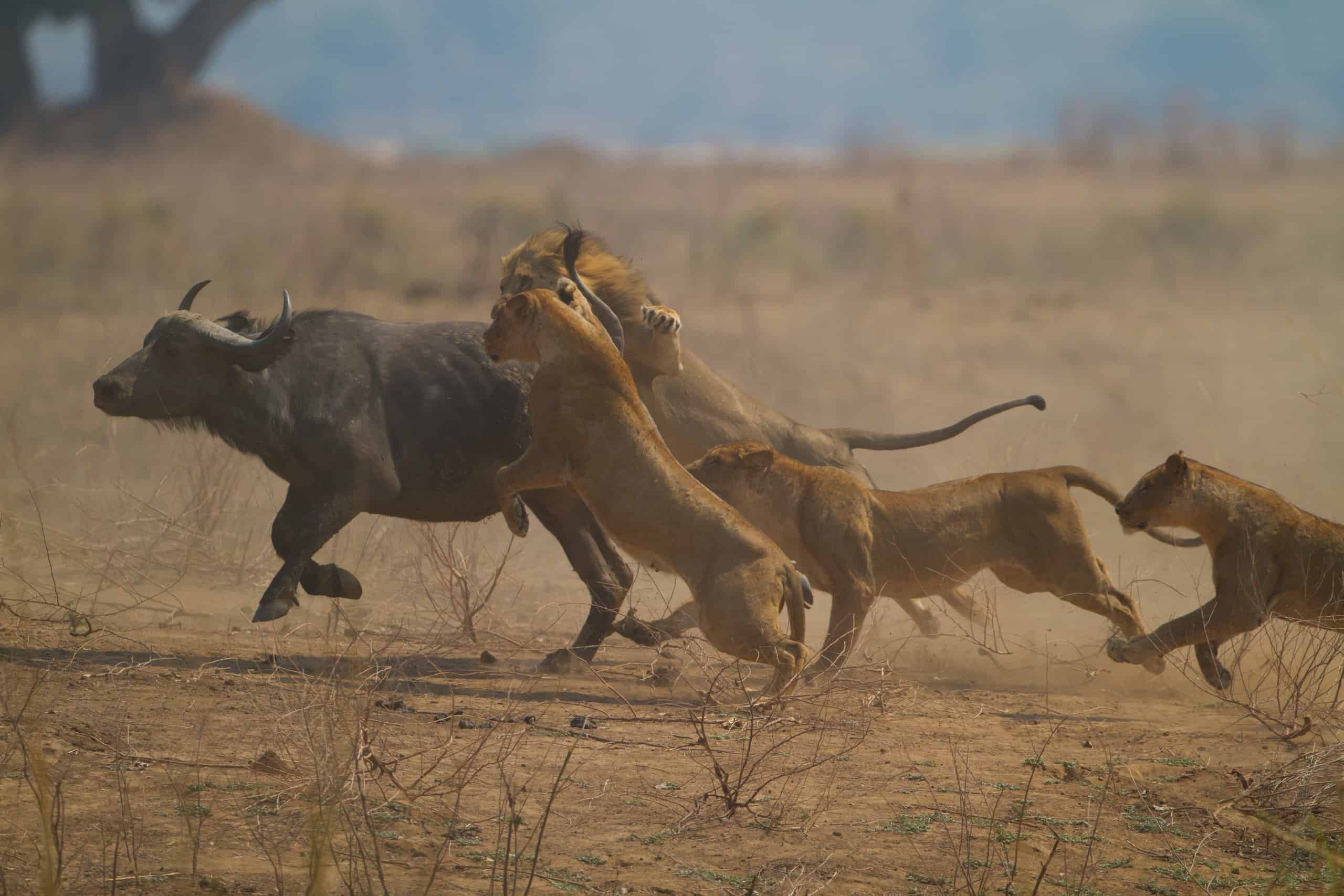Lion Buffalo Attack