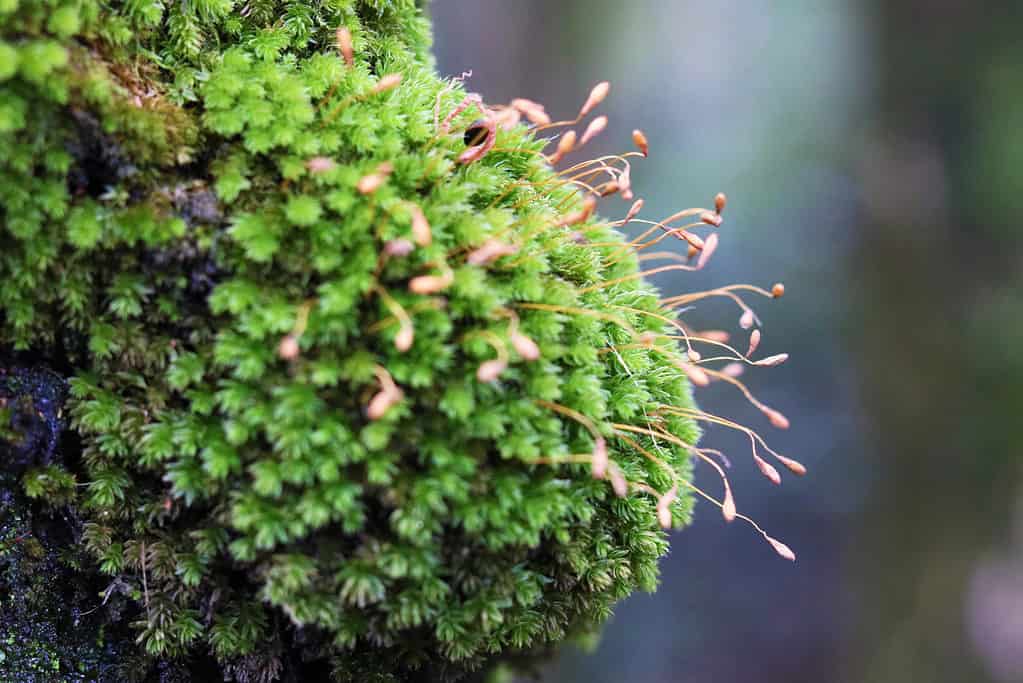 Left to center frame, a round piece of green moss with brownish/red spores protruding from it. indistinct gray background is visible right frame.