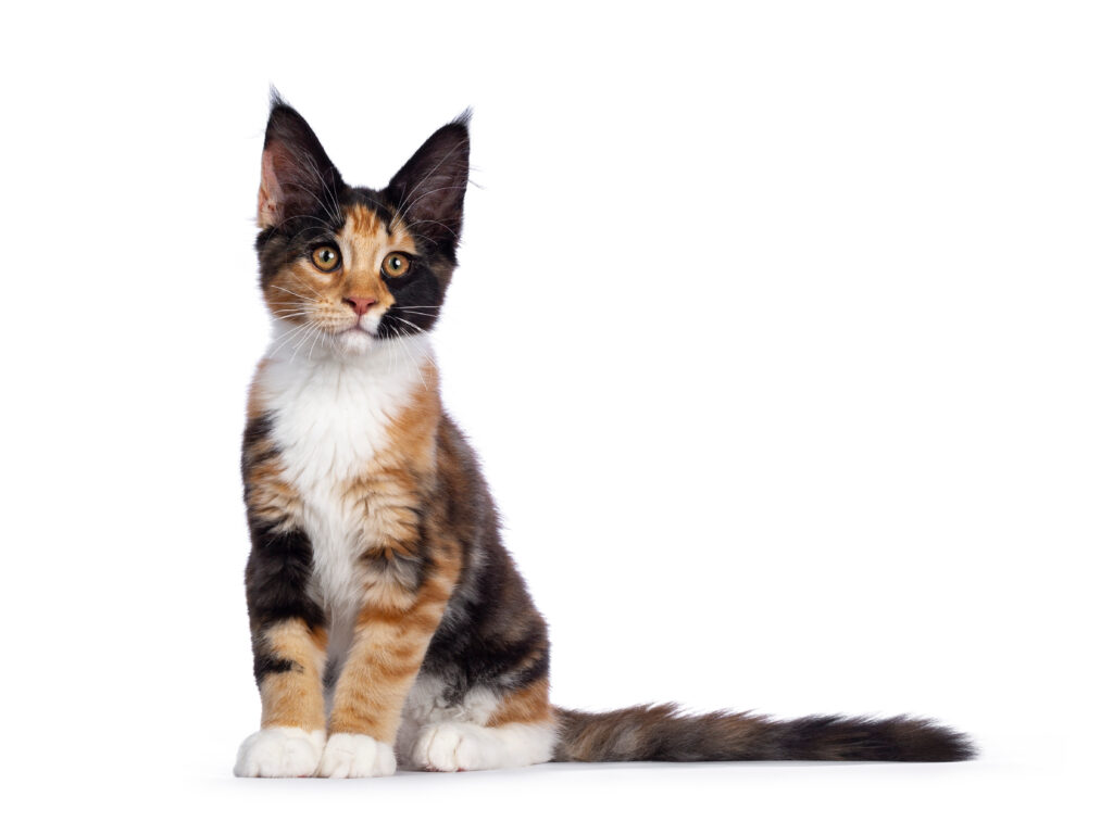 Short and Sweet Italian Names - tortie maine coon