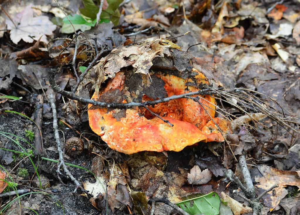 Lobster mushroom half-hidden among dirt and leaves