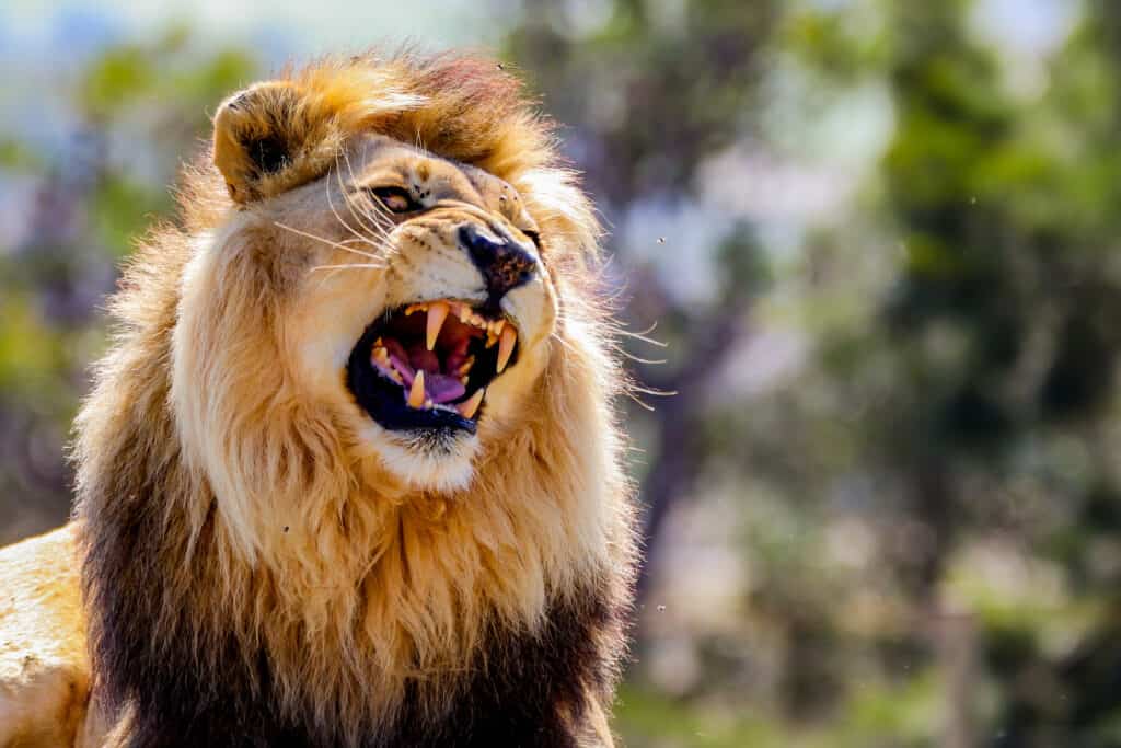 Roaring male lion