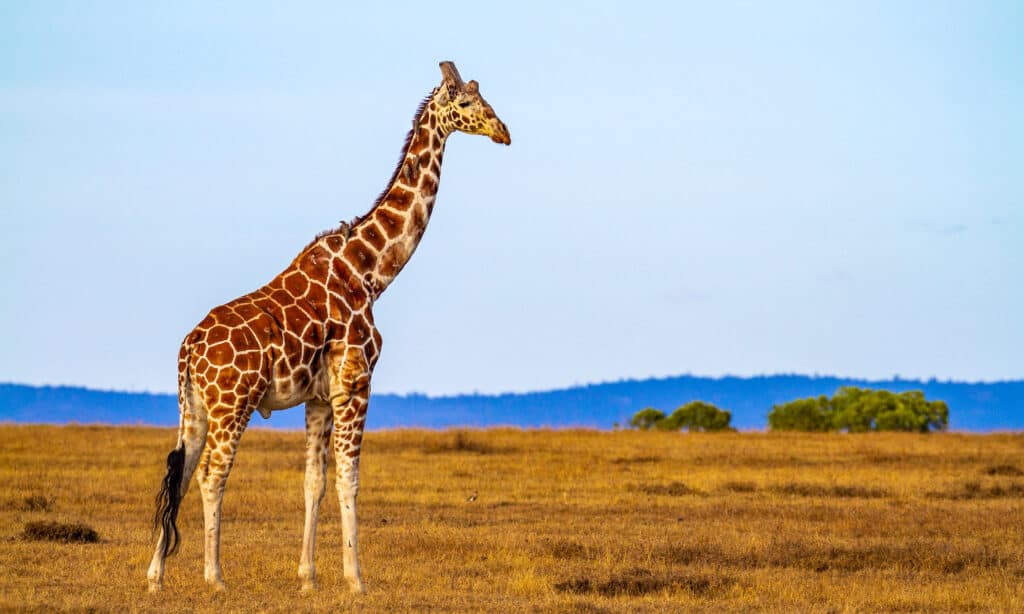 giraffe kick decapitate lion