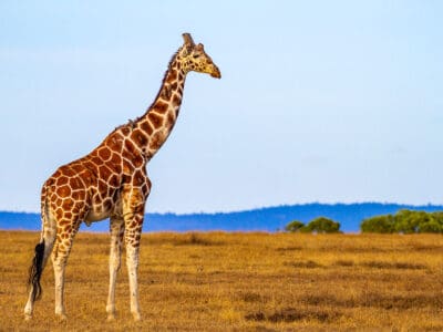 A Giraffe Quiz: Test What You Know!