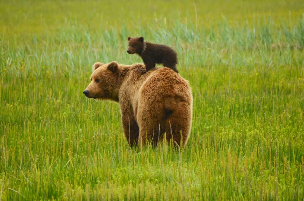Bear cub on mother's back