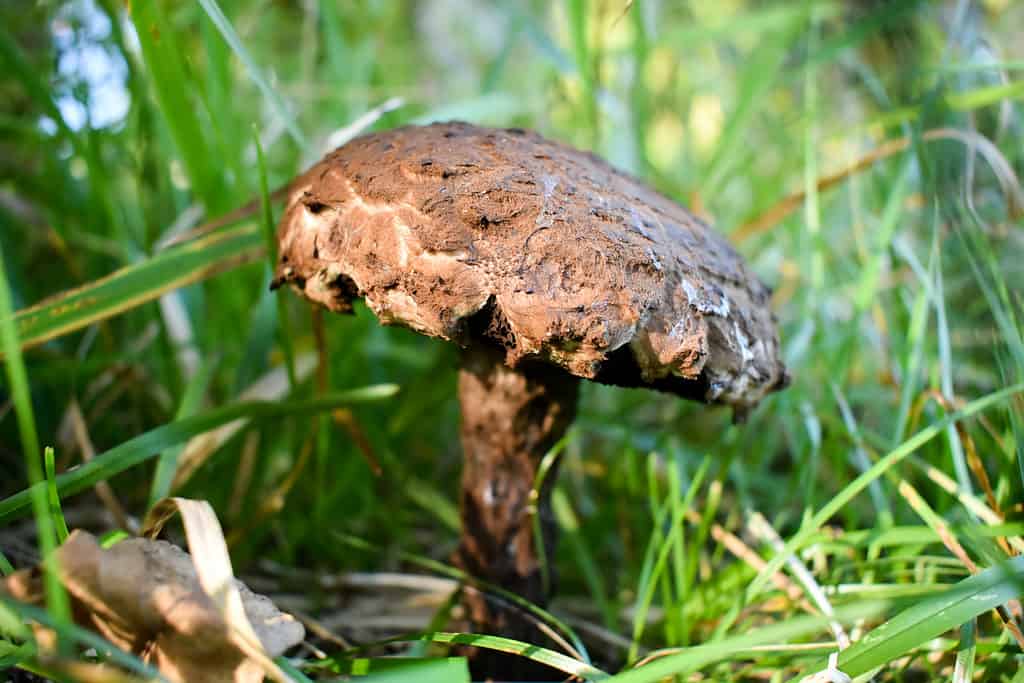 Strobilomyces floccopus or old man of the woods mushroom growing directly out of the ground
