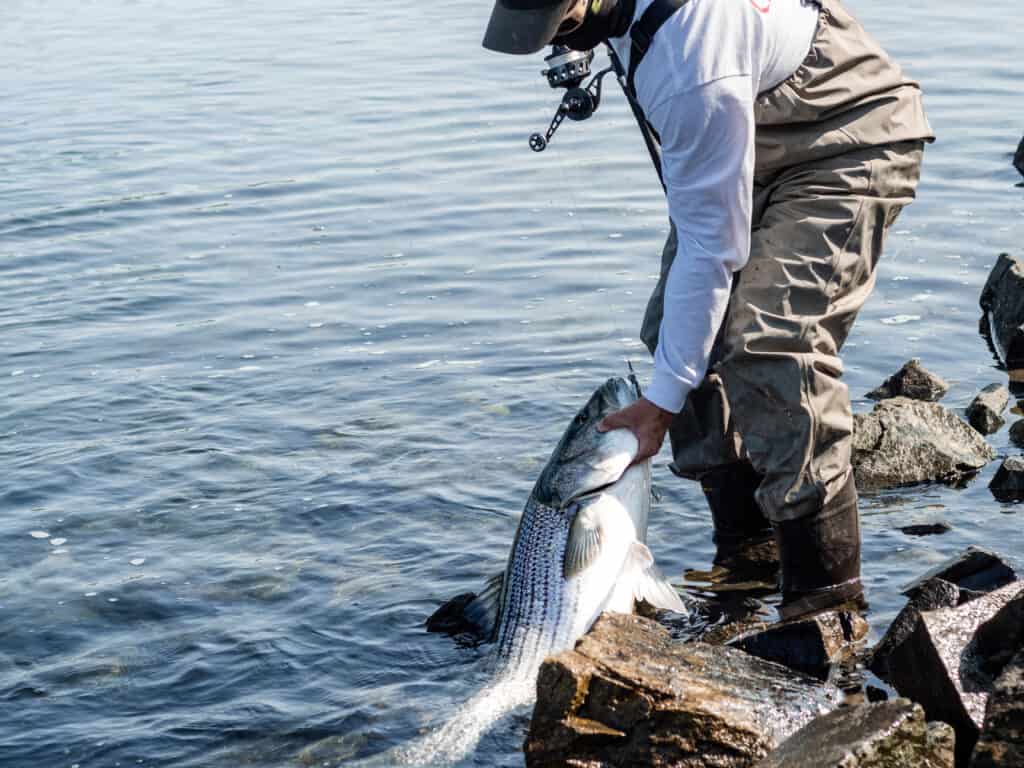 A large striped bass being caught by a fisherman.
