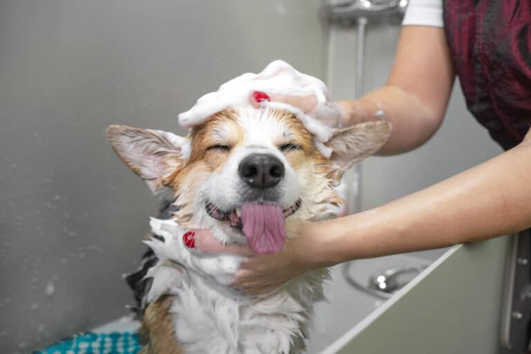Corgi getting a bath.
