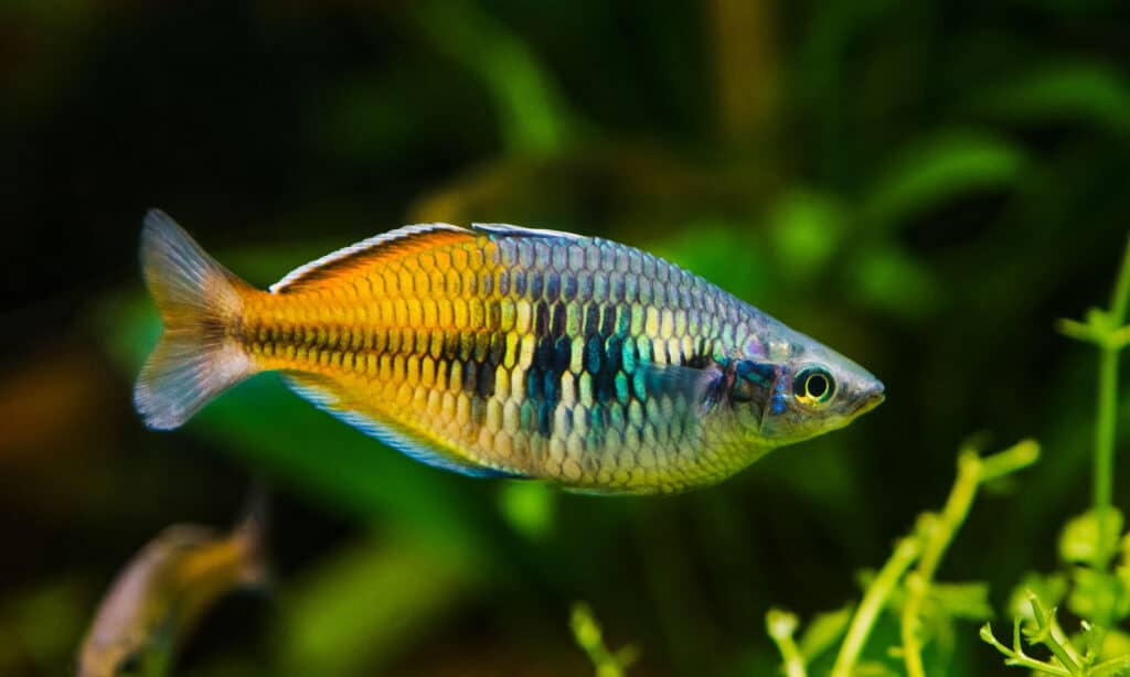  A Boesemani Rainbow Fish swimming in a tank with plants. 