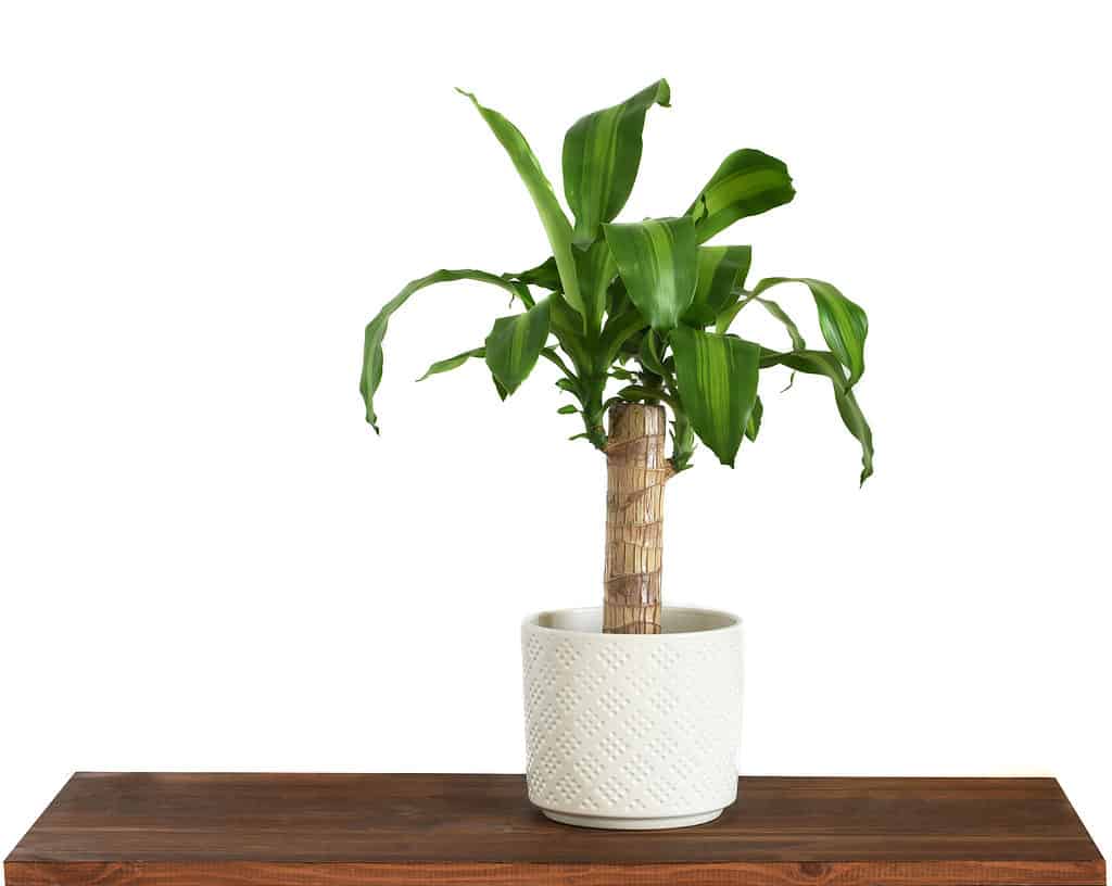 Dracaena fragrans, AKA corn plant, in a cylindrical white pot. The pot is on a dark brown wooden side table. The plant has one thick woody stalk, topped with showy, long, bright green lance-shaped leaves, against white isolate.