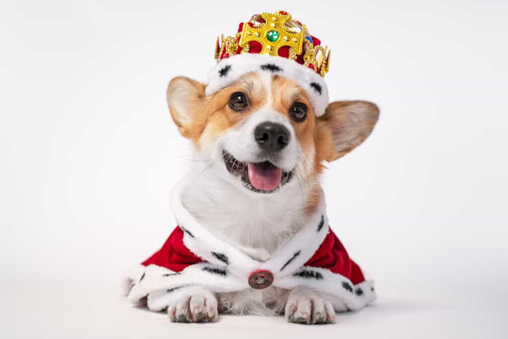 A tan and white corgi dog wearing a gold crown and a red cape. 