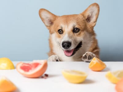 A Yes! Dogs Can Eat Tangerines: 3 Things To know