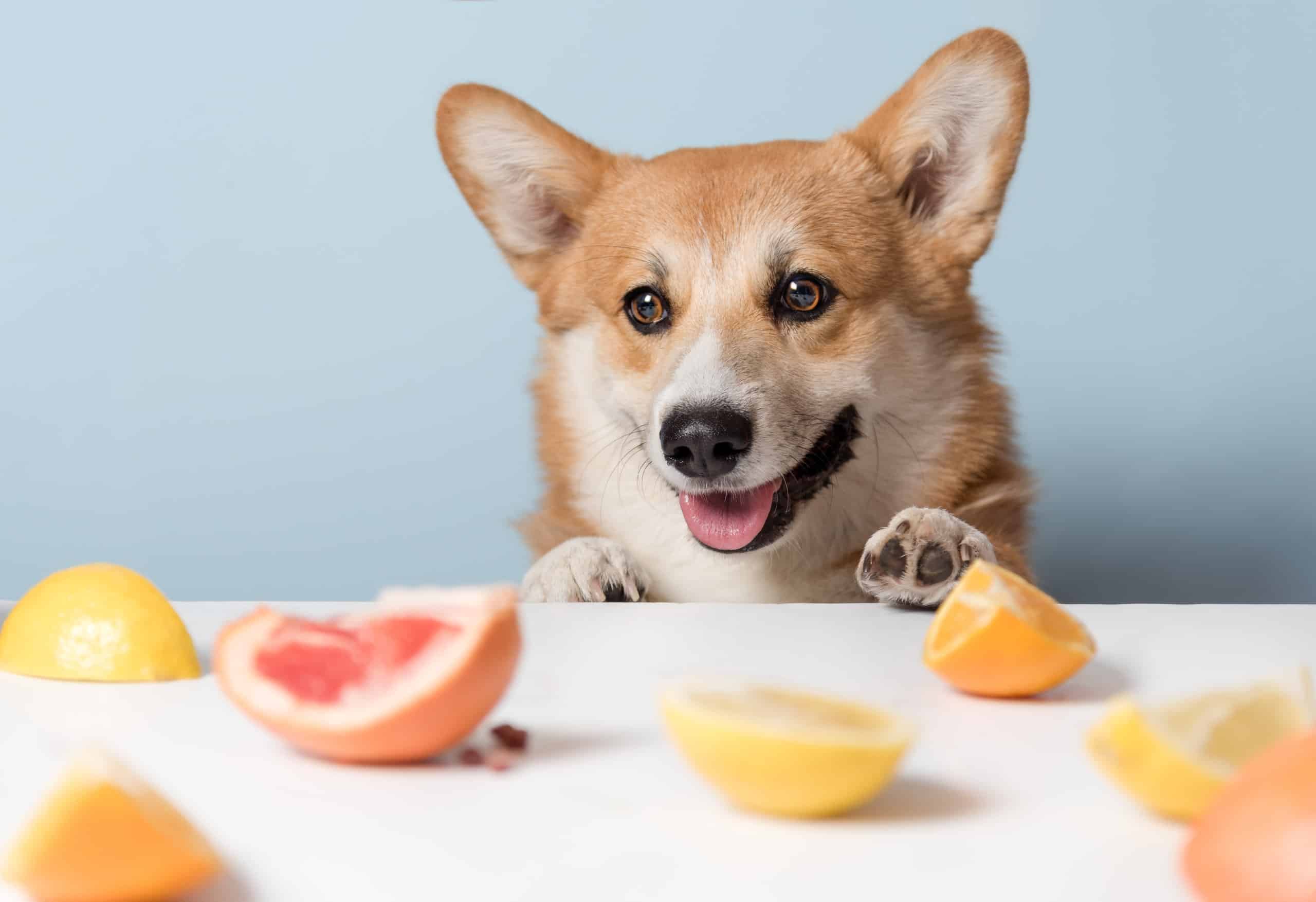 can dogs eat orange pith