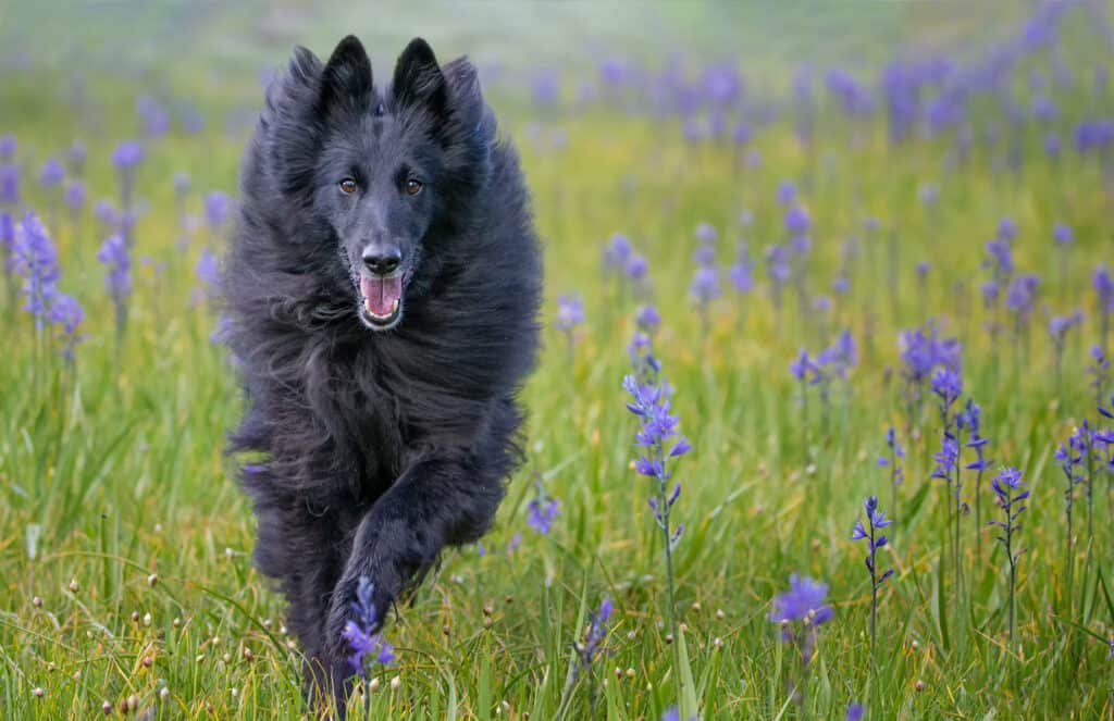 Belgian shepherd/sheepdog