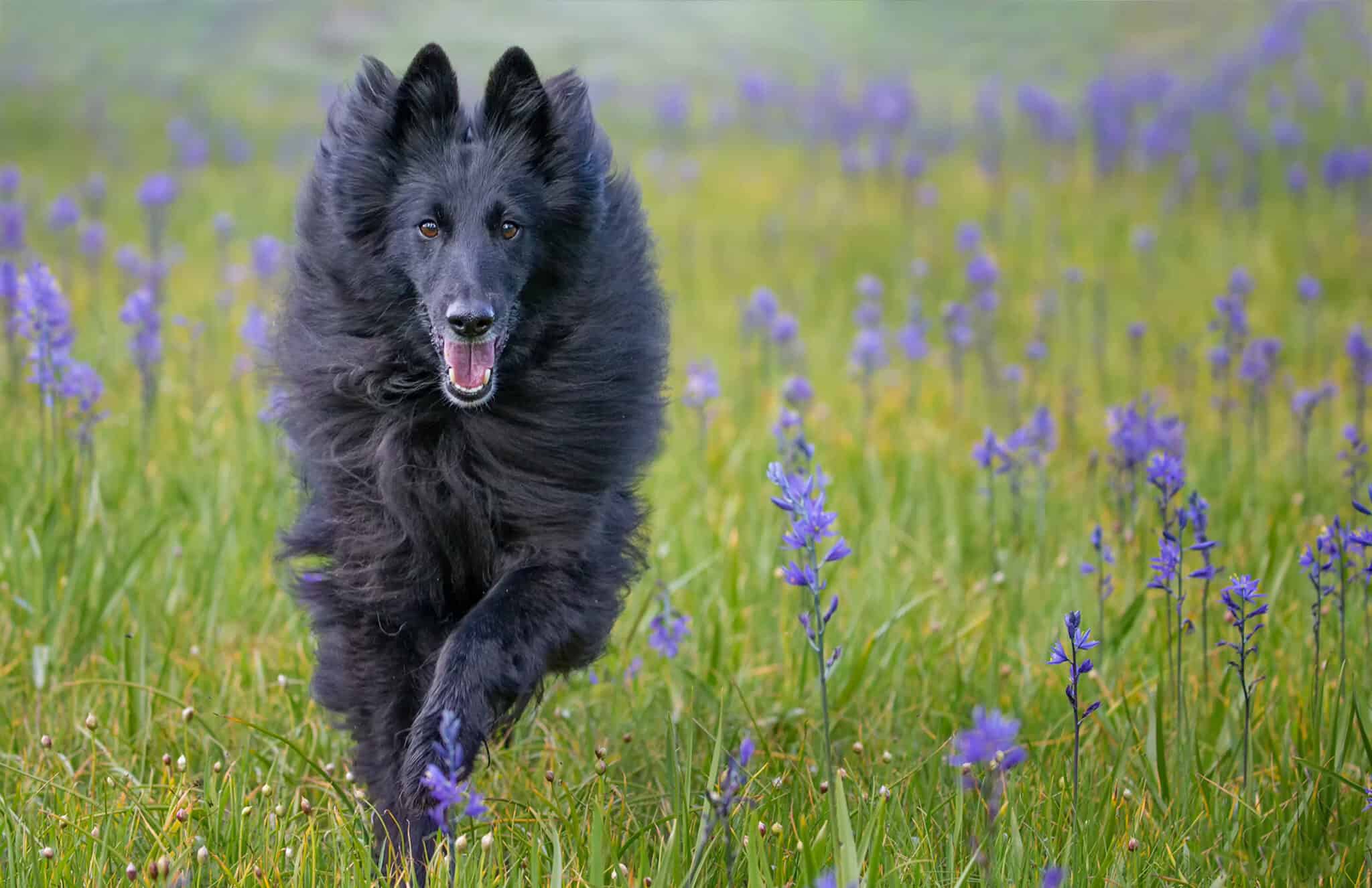 Belgian Sheepdog - A-Z Animals