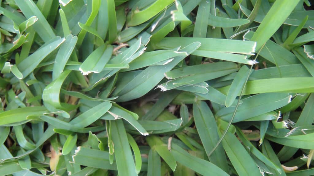 Closeup of green centipede grass