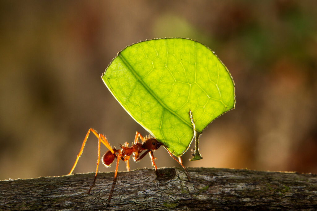 Leafcutter ant carrying a leaf to its nest.