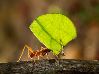 A Leafcutter Ant