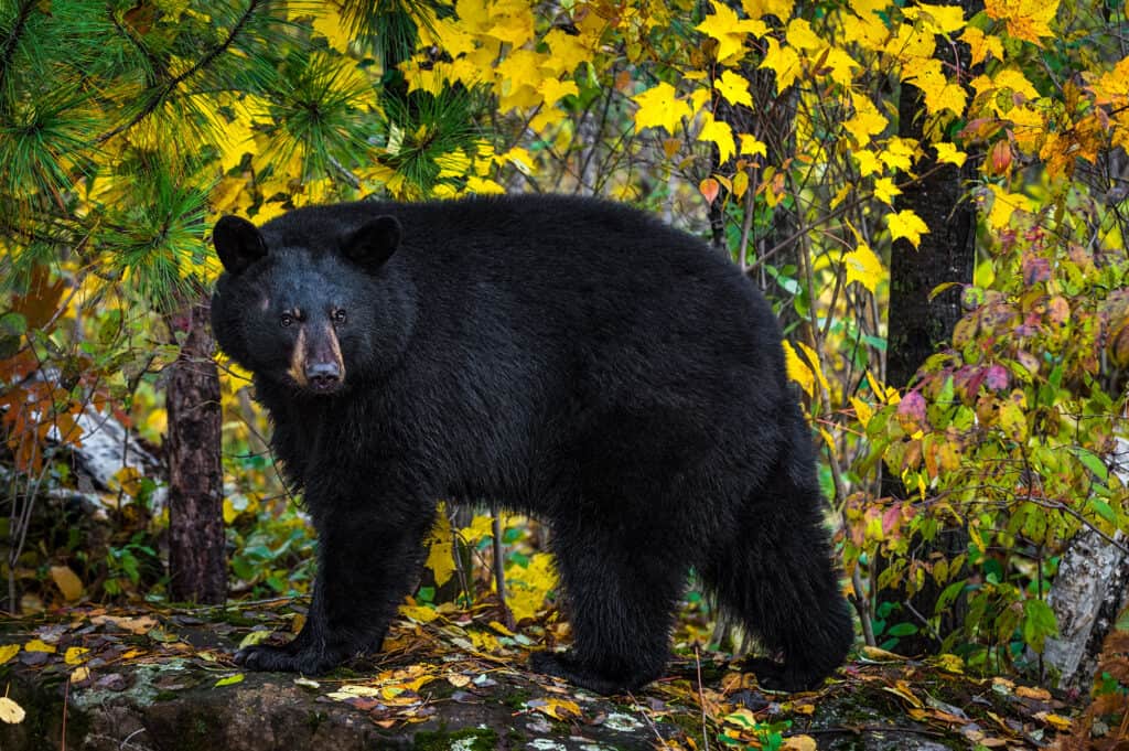 A black bear in the forest. 