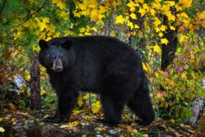 Where Do Black Bears Live in Washington State? Picture
